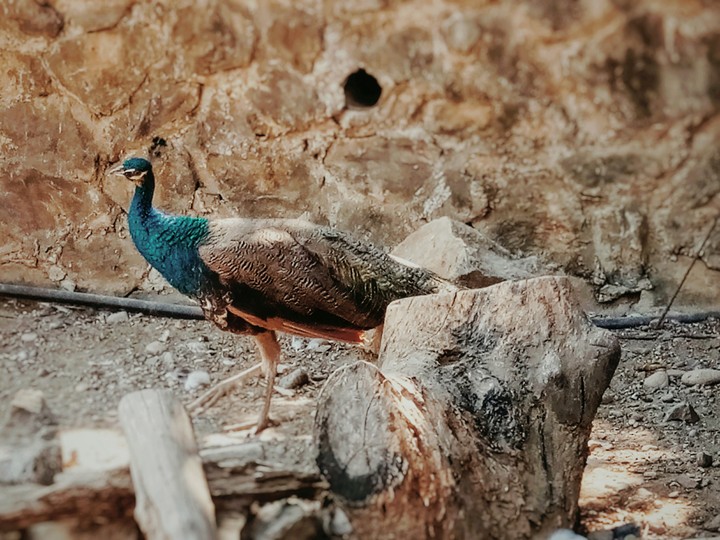 Peacock