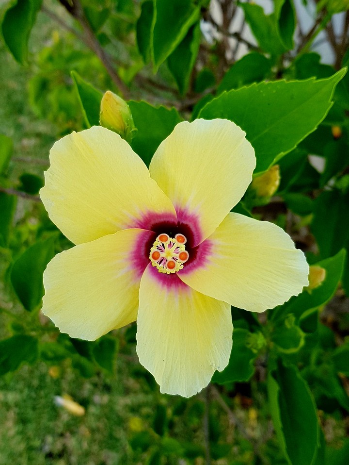 Yellow Hibiscus
