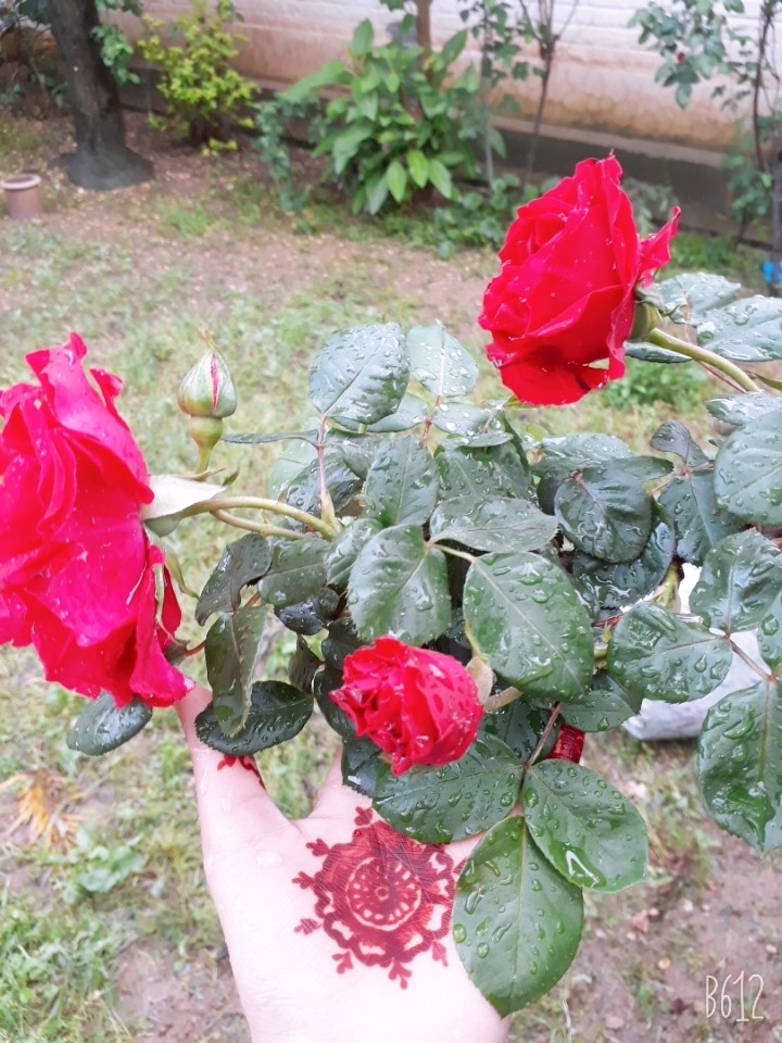 red roses