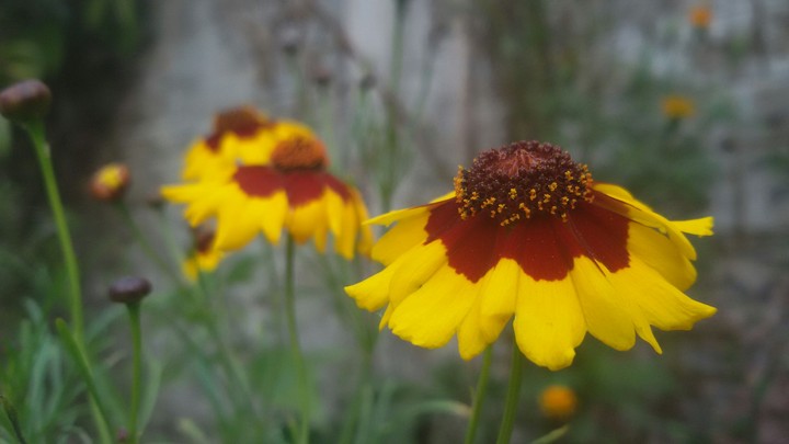 Lovely Sunflower.