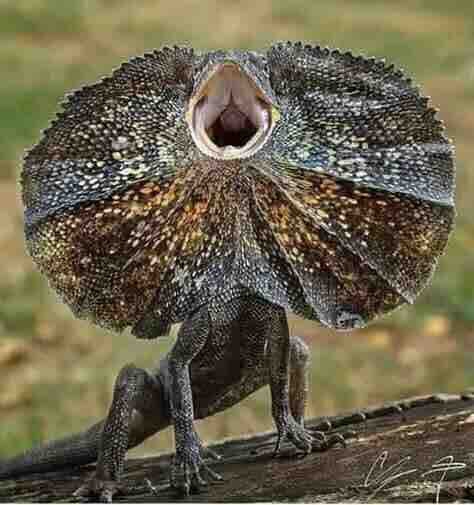 singing ?