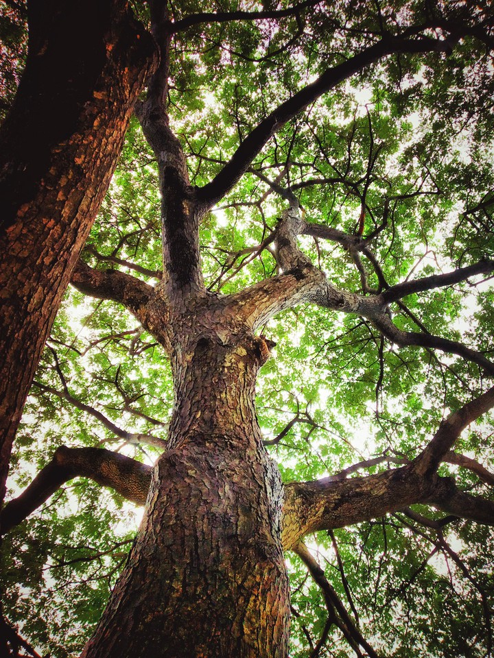 tree