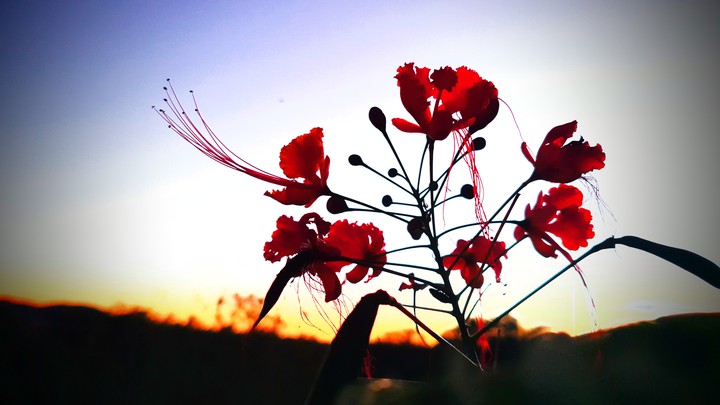 Flor ao pôr do Sol