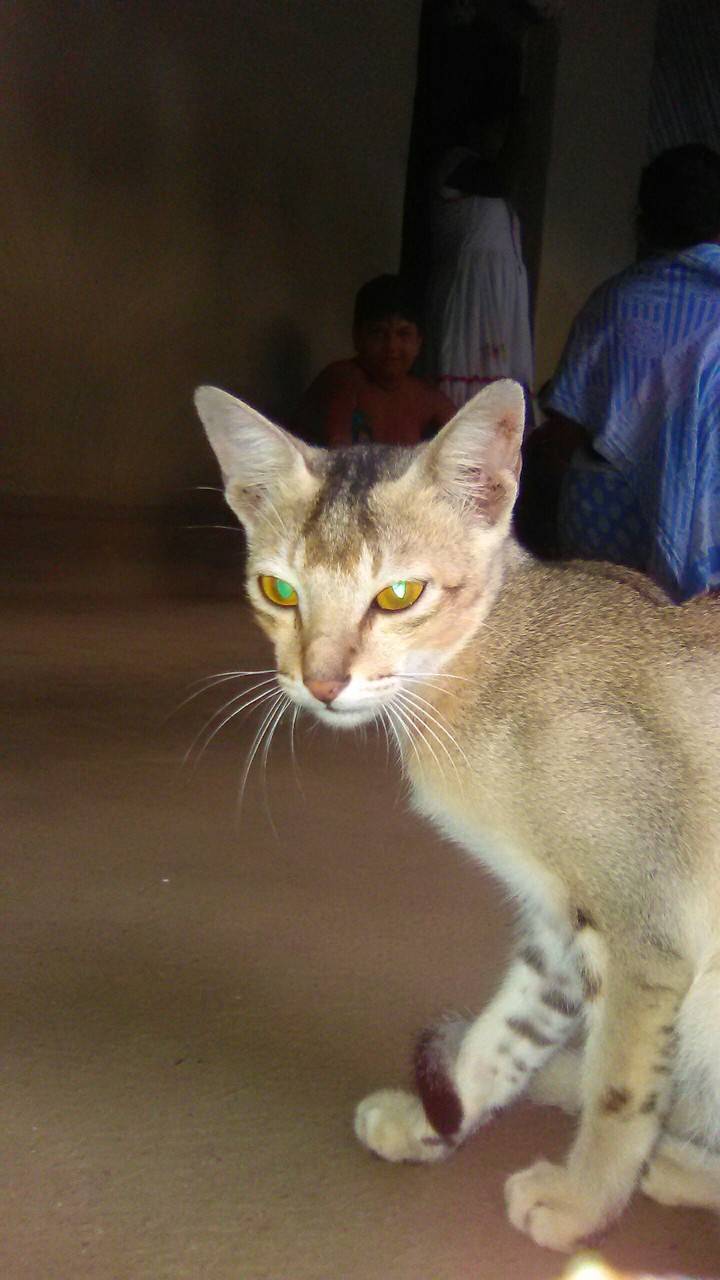 cat with green eye