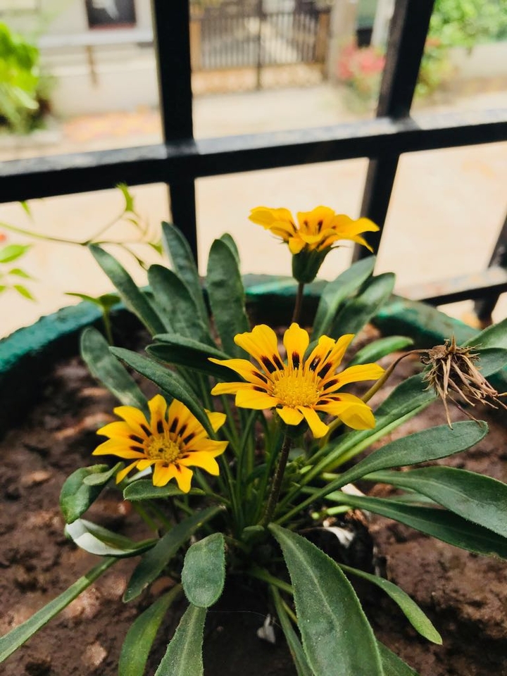 # yellow # flowers