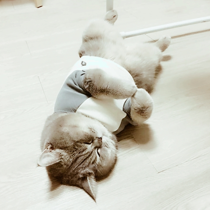 CAT_sama