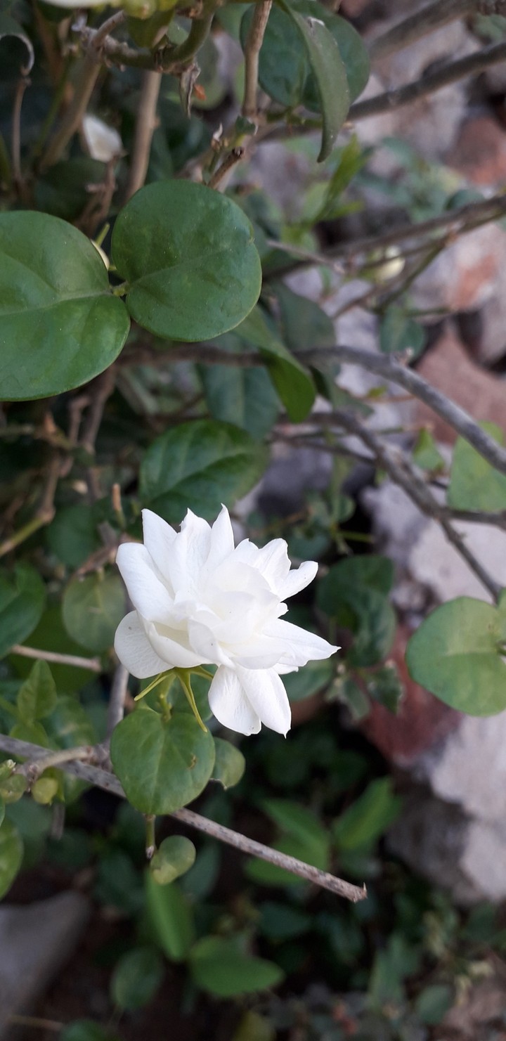 my click at my home