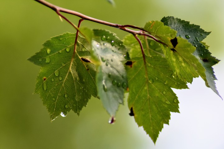 Raindrops on Leaves