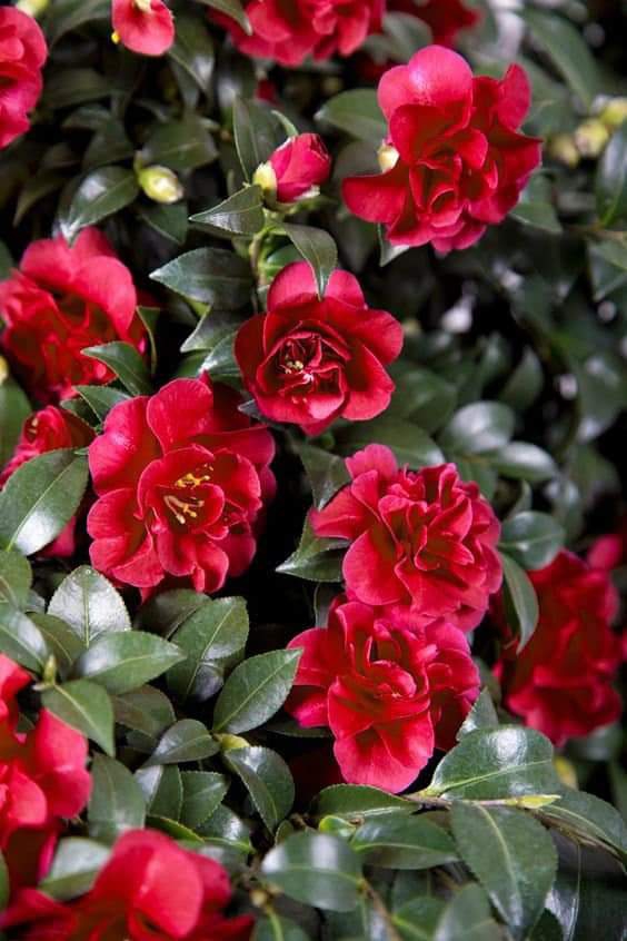 flowers.