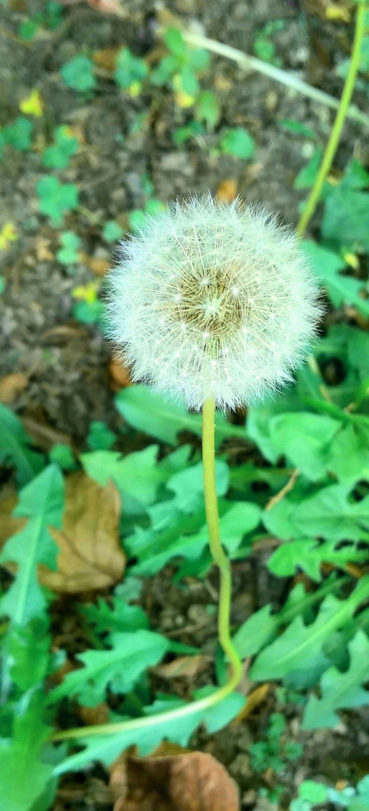 蒲公英