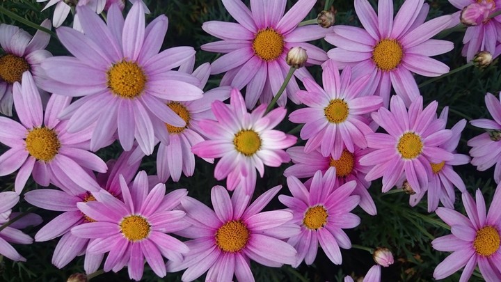 Daisy