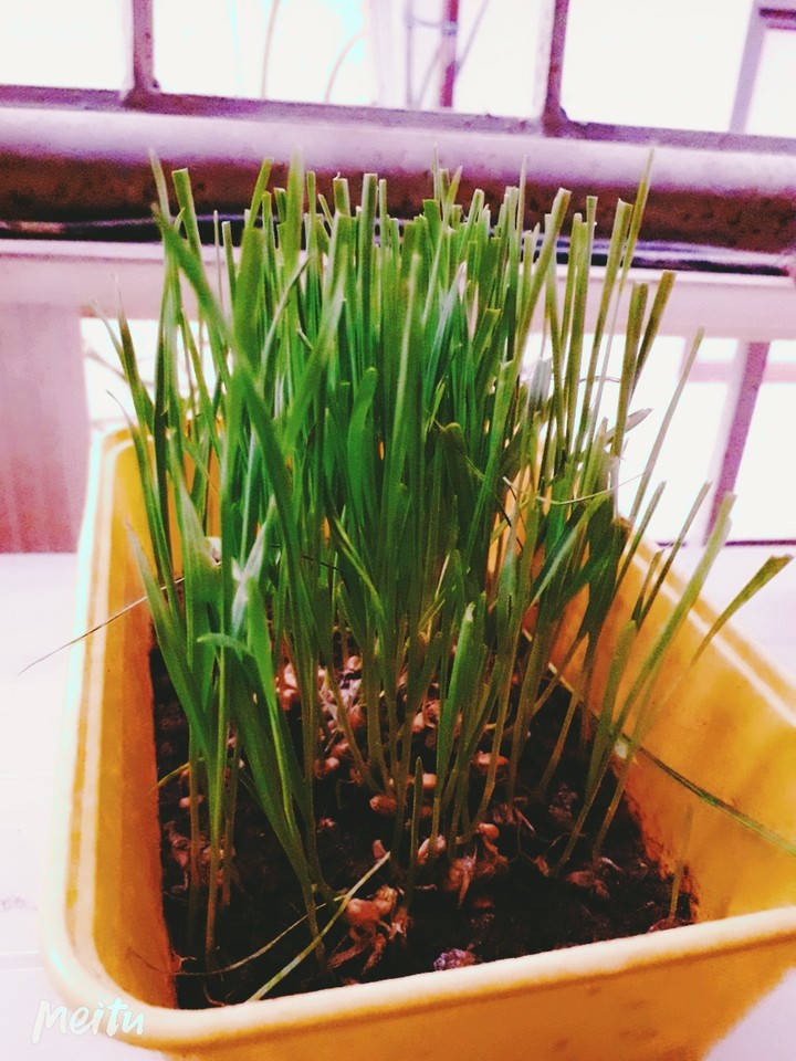grow up