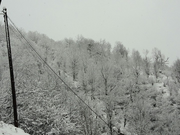 snow in jungle
