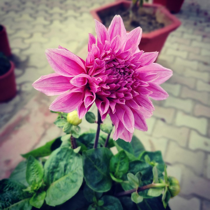 Beauty!