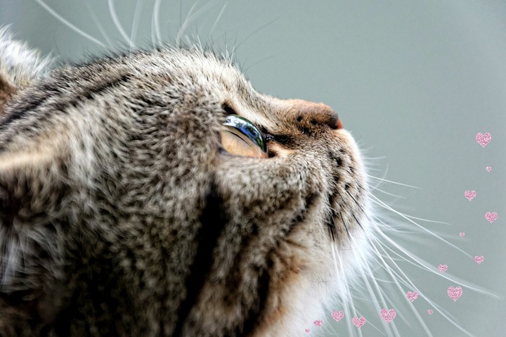 Love cat