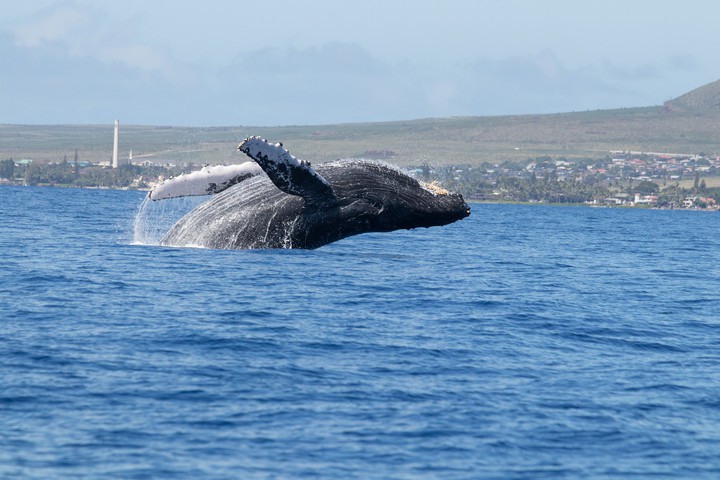 Humpback in moaj
