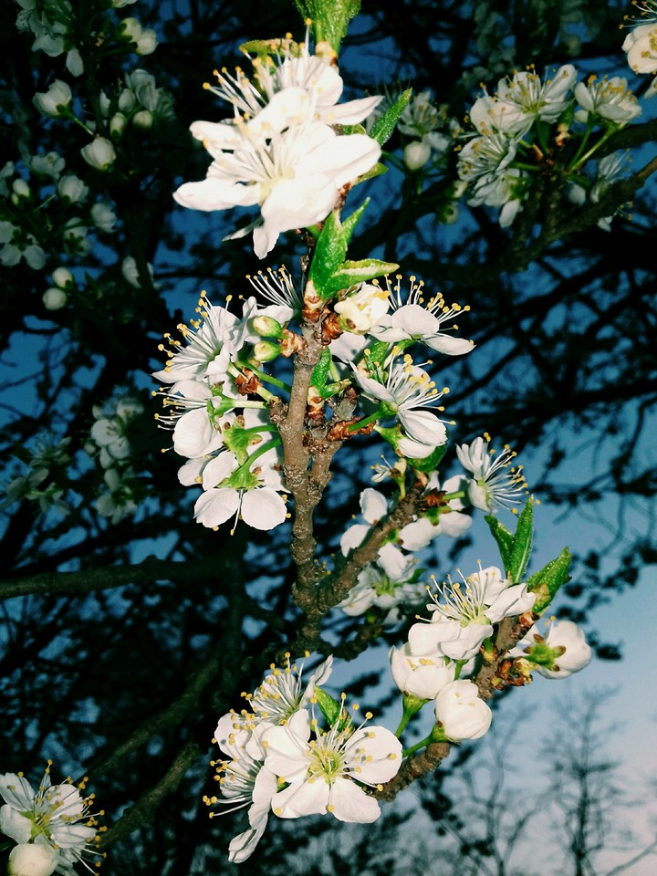 Цветы flowers весна Spring цветок flower