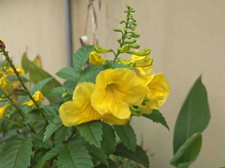 yellow