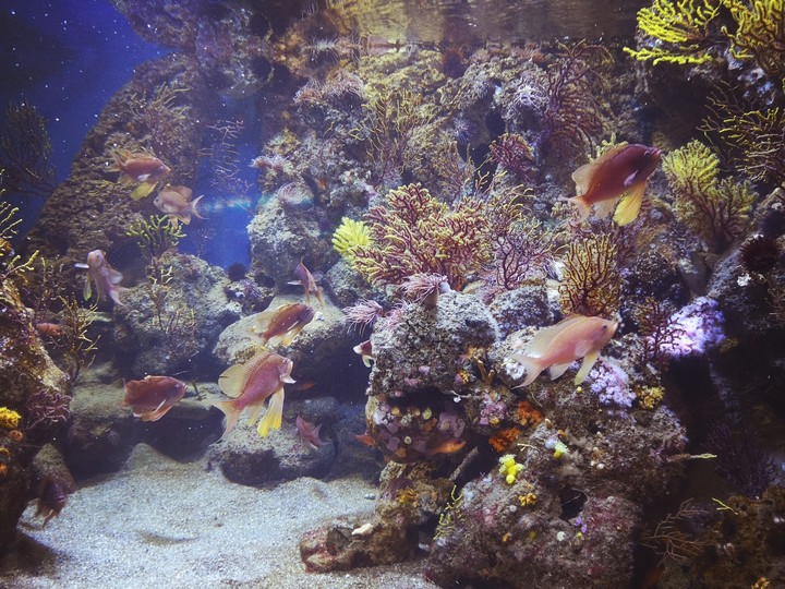 Unterwasserwelt