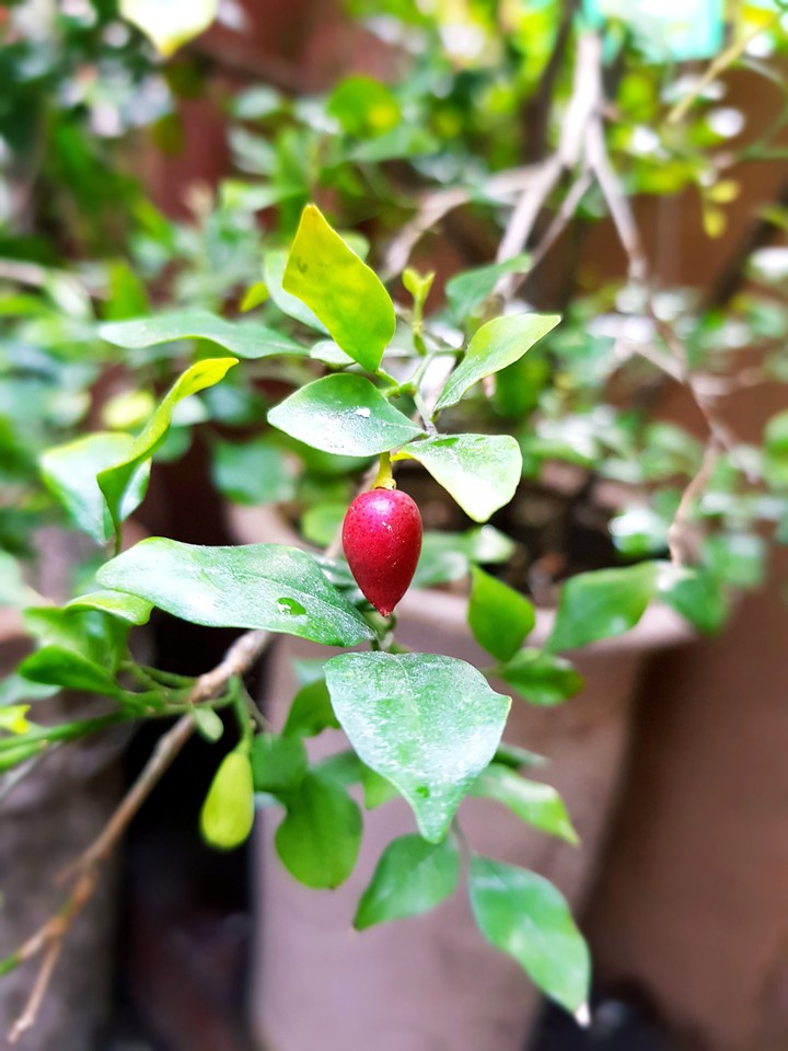 Red  wild fruits