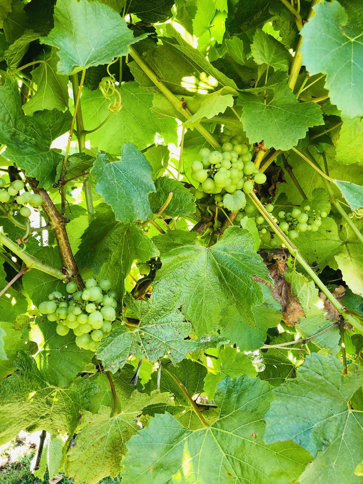 Grapes at Winery