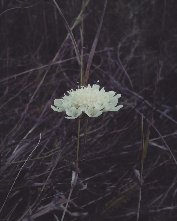 momento mori