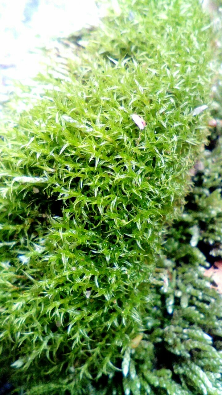 moss•