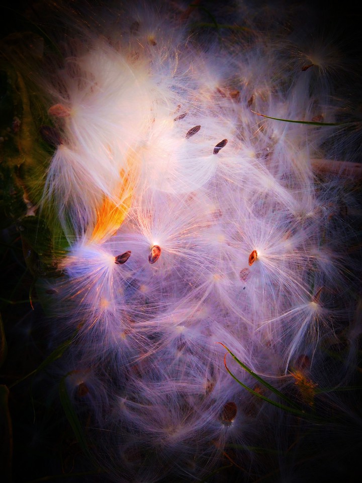 fly wing of bird
