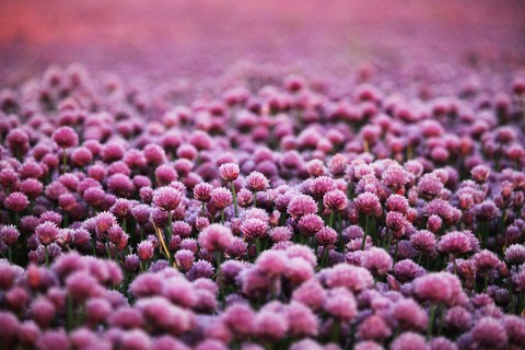purple, Close-up duvar kağıtları