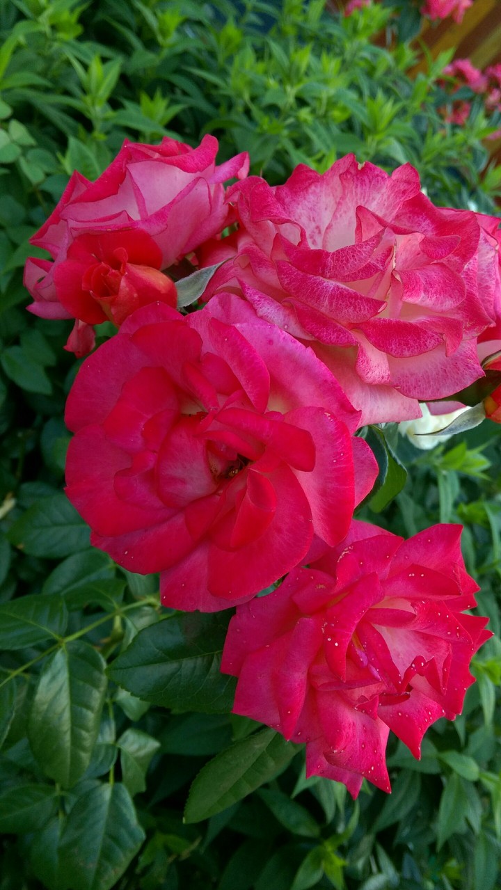 rose
