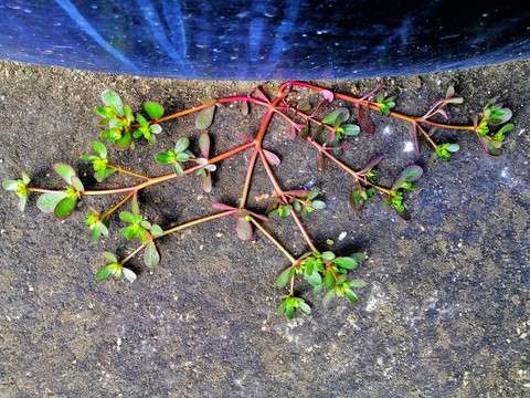 plant