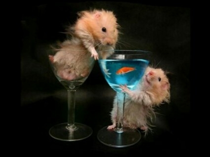hamsters