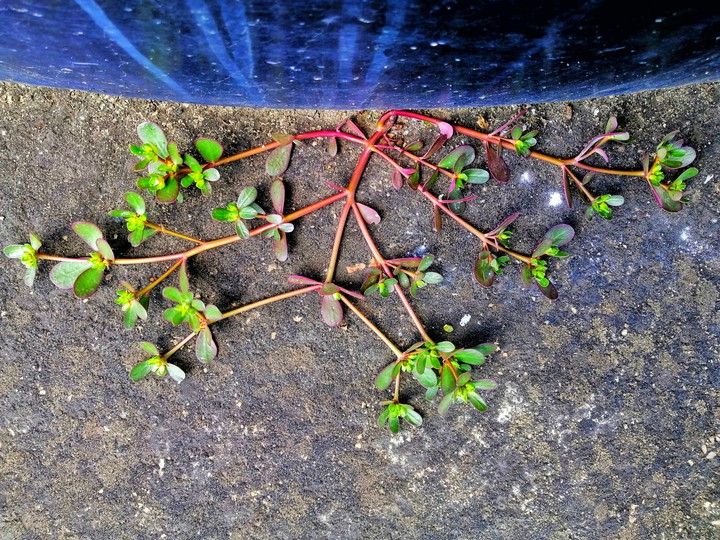 plant