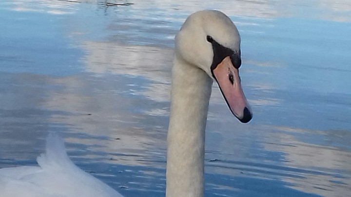 swan
