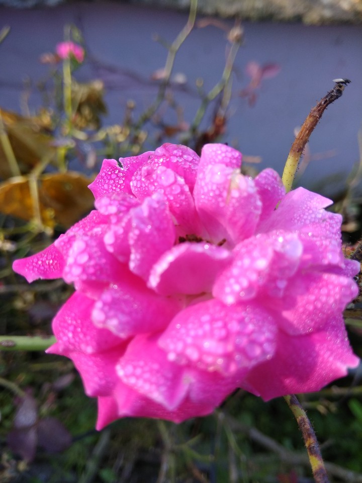 rose