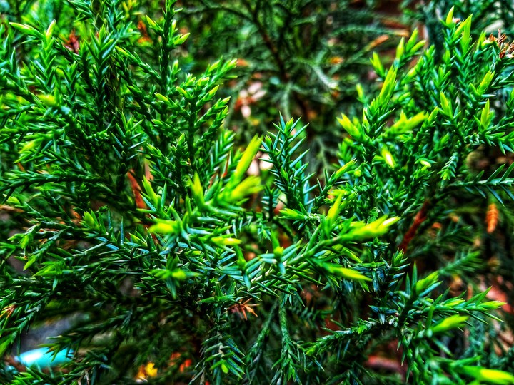 go green