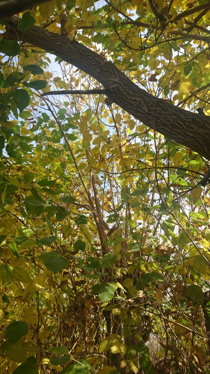 autumn