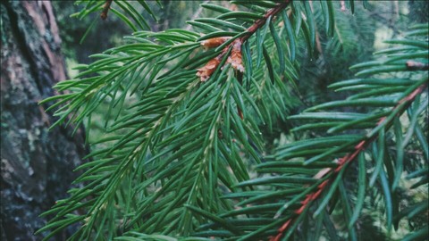 רקעים spruce, fir