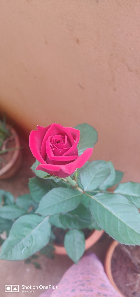 symbol of love