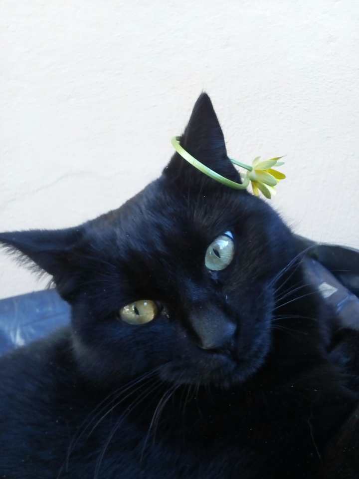 cloe