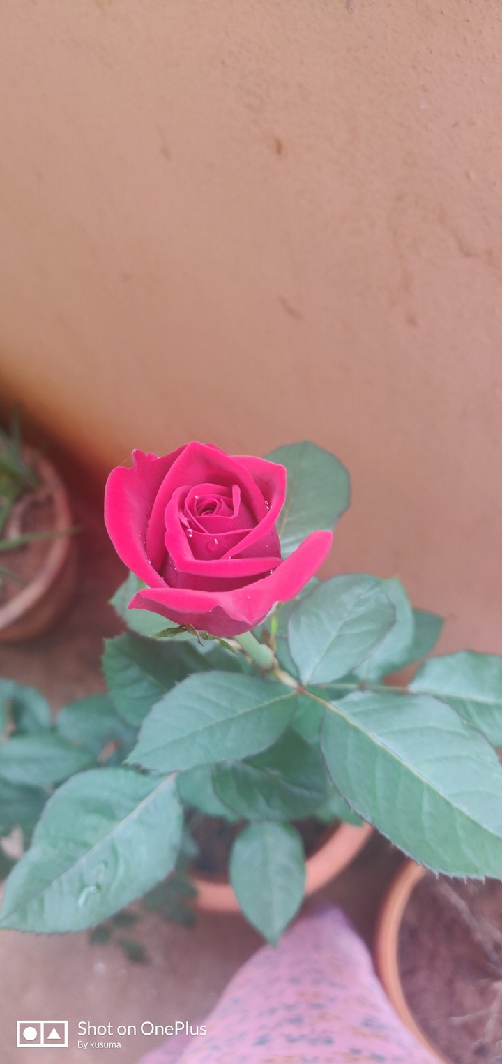 symbol of love