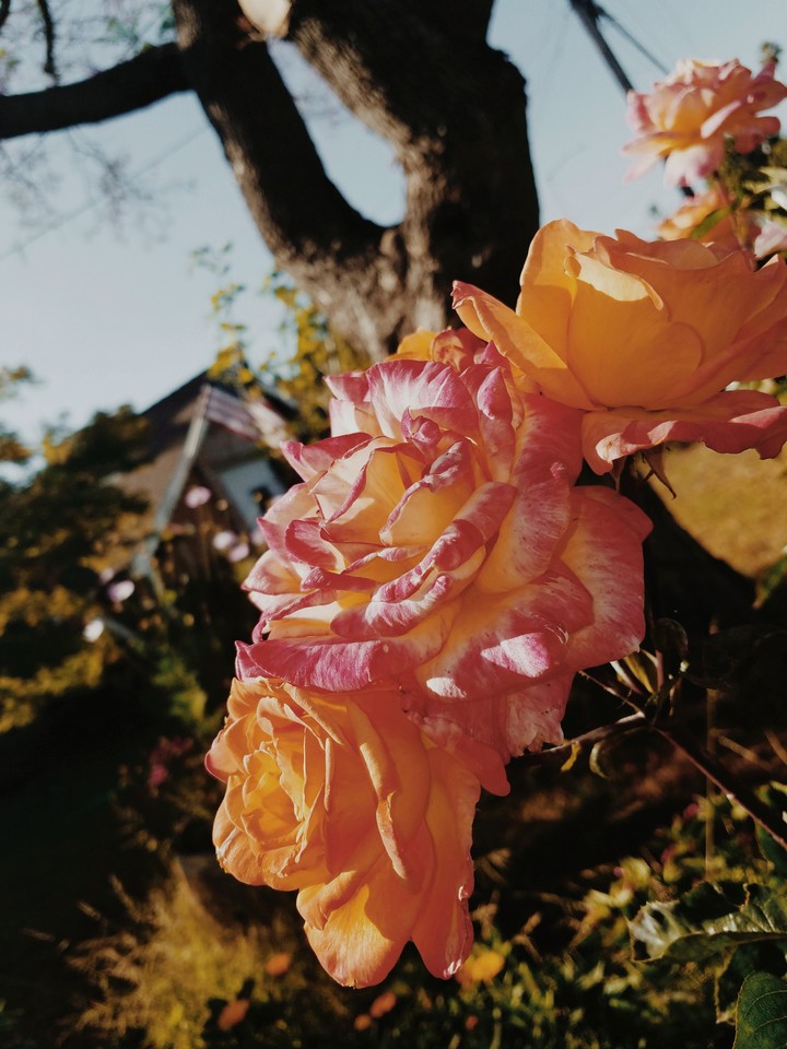 flowers in front yard