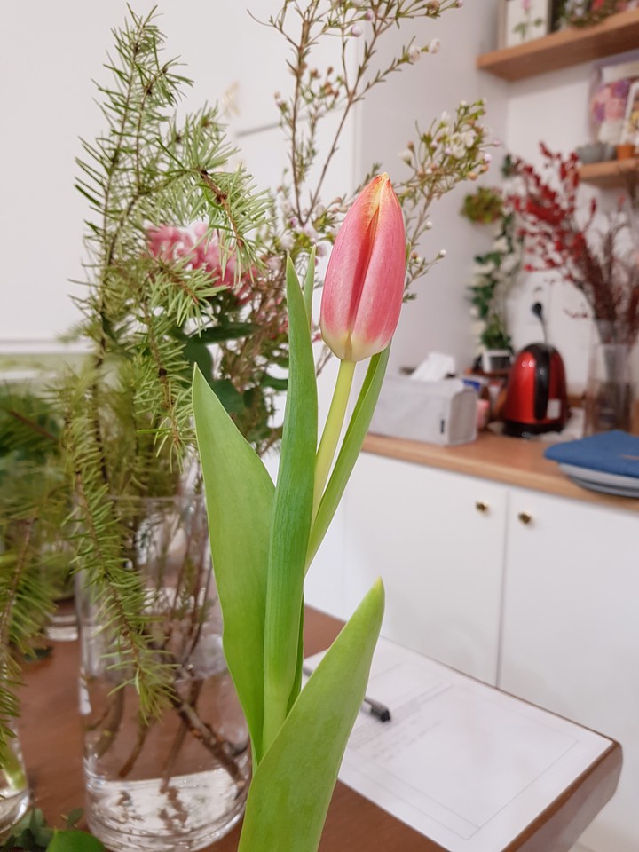 tulip