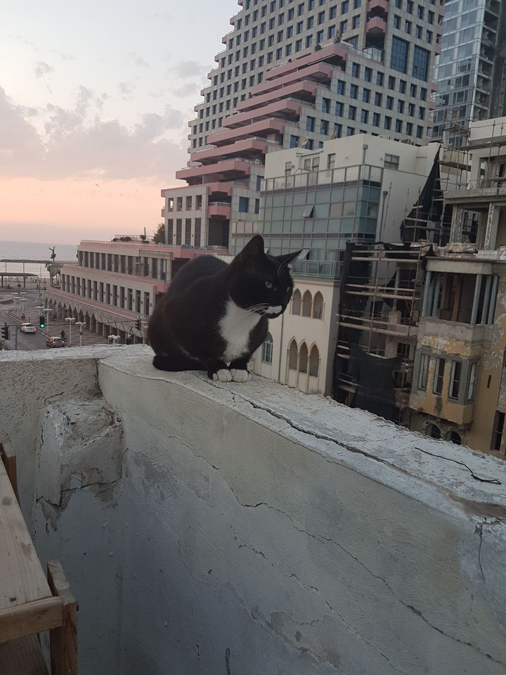 cat Kant