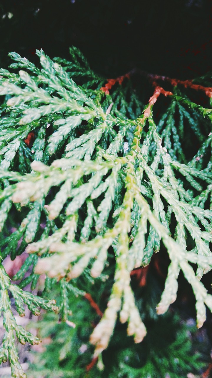 tree