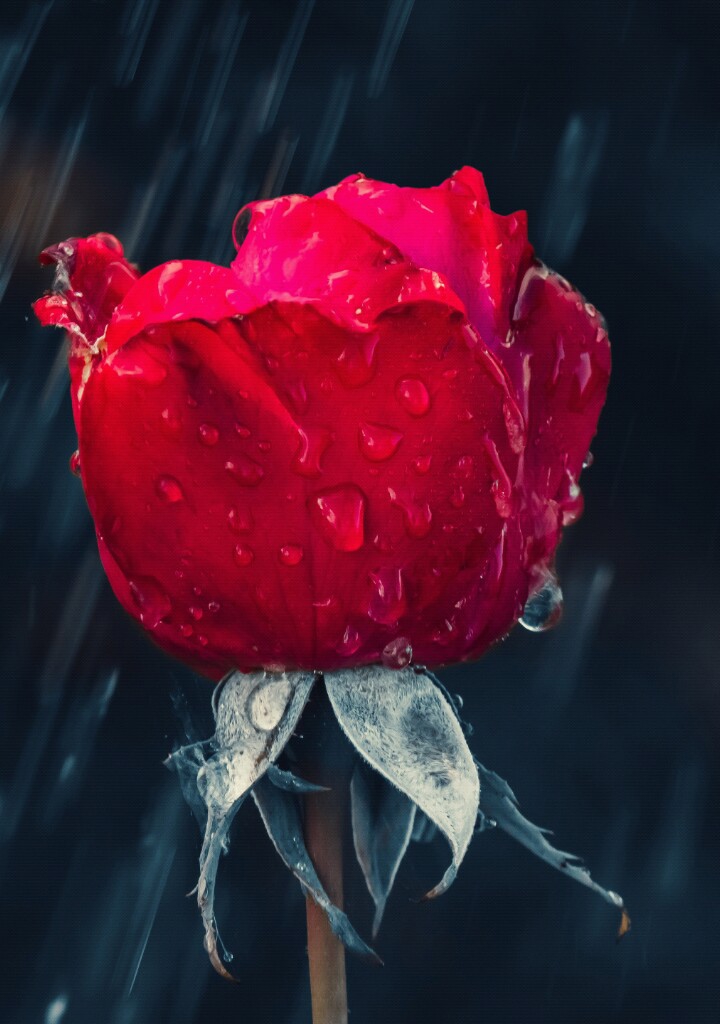always beauti...