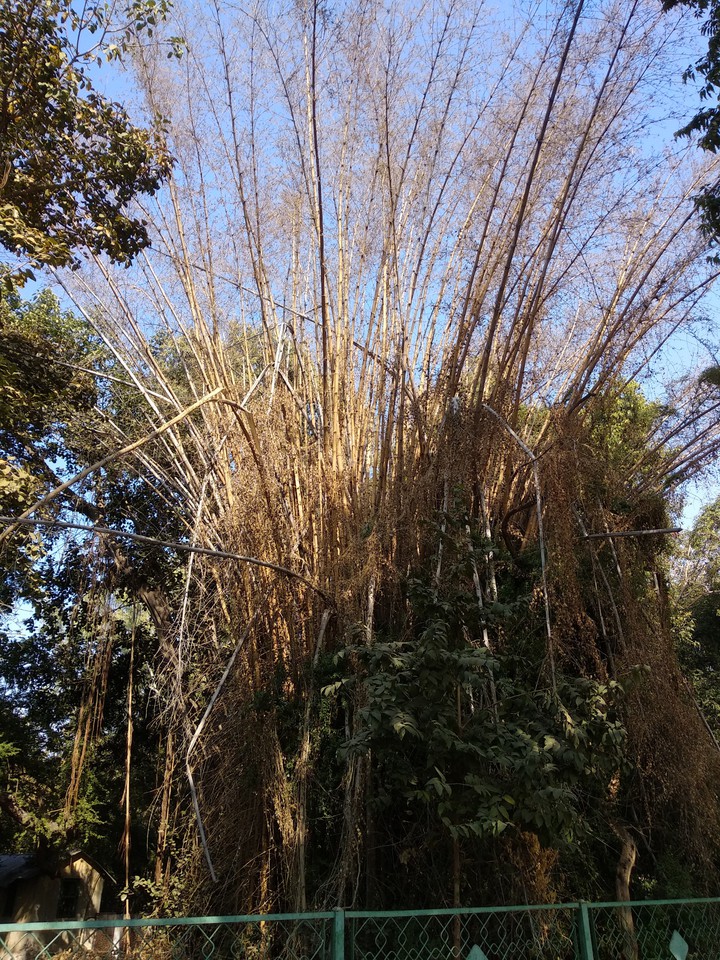 Bamboo