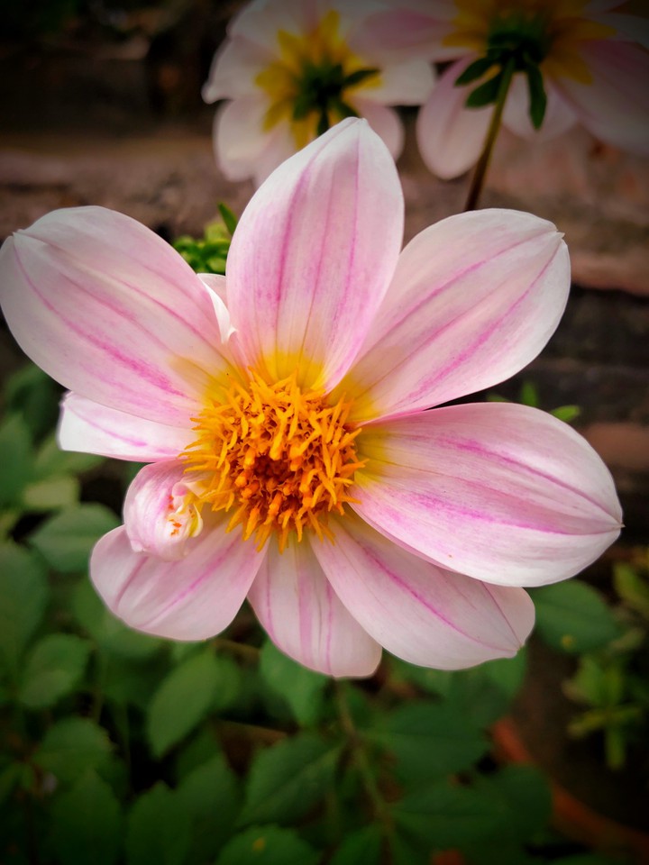 Daliya Flower