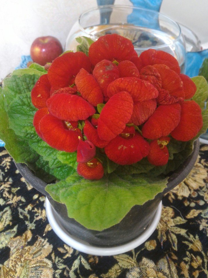 گل گوشواره ای