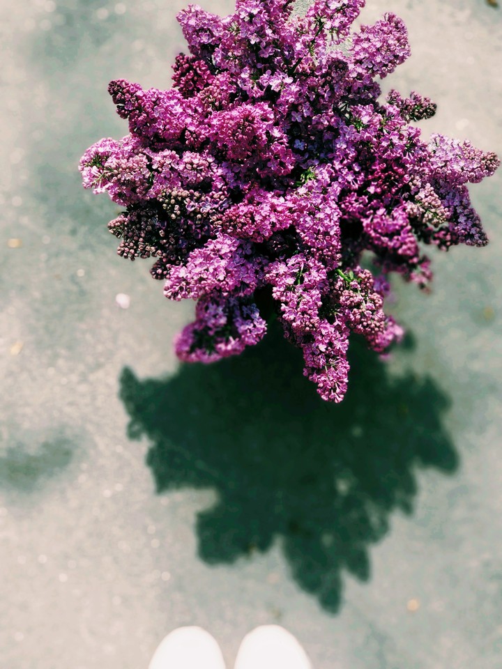 ~сирень~